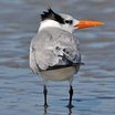 Royal Tern